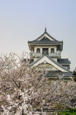 桜と長浜城｜高解像度画像サイズ：960 x 1440 pixels｜写真番号：107-0784_IMG｜撮影：Canon EOS D30