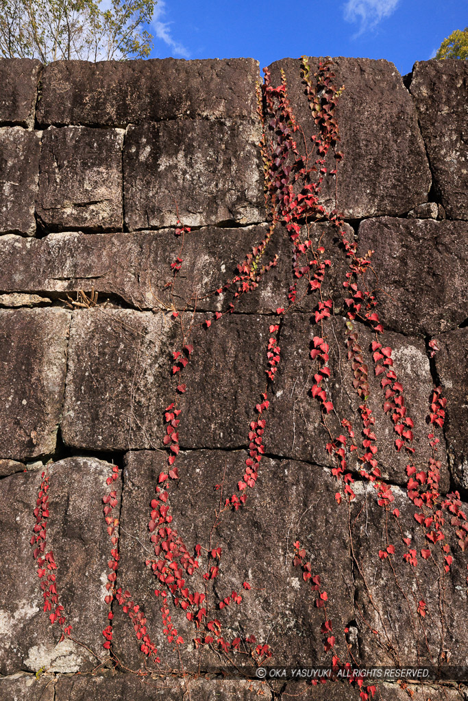 石垣に紅葉するツタ