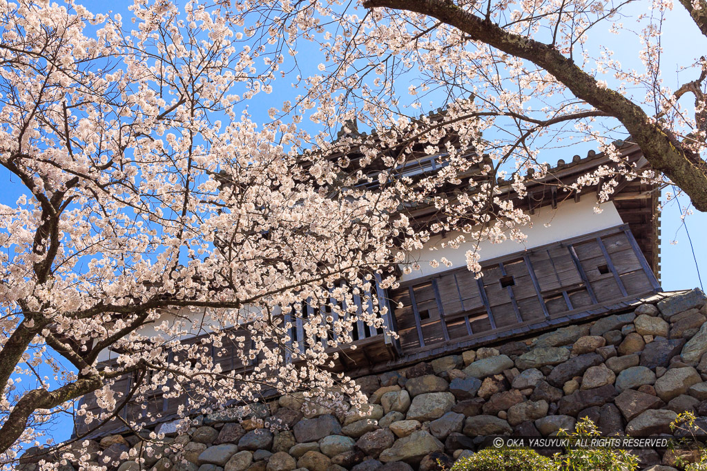 丸岡城の桜