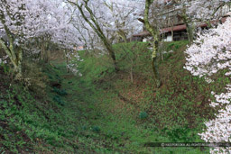 空堀と桜｜高解像度画像サイズ：5184 x 3456 pixels｜写真番号：1DX_7990｜撮影：Canon EOS-1D X