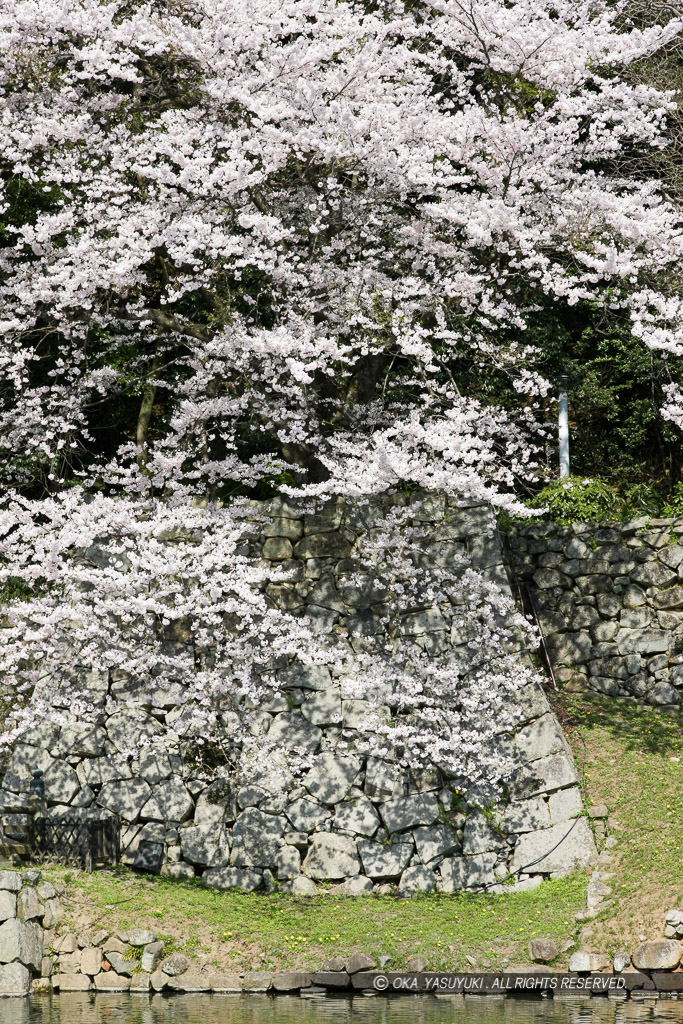 彦根城大手門付近の桜