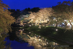 夜桜｜高解像度画像サイズ：5184 x 3456 pixels｜写真番号：1DX_1877｜撮影：Canon EOS-1D X