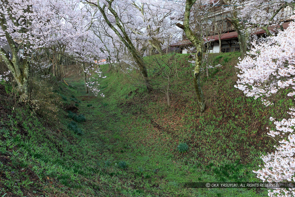 空堀と桜