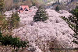 桜に包まれる高遠城遠景（白山観音から望む）｜高解像度画像サイズ：2053 x 1369 pixels｜写真番号：1DX_8248｜撮影：Canon EOS-1D X