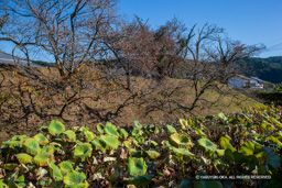 水堀と土居 | 高解像度画像サイズ：5184 x 3456 pixels | 写真番号：1DXL7859 | 撮影：Canon EOS-1D X