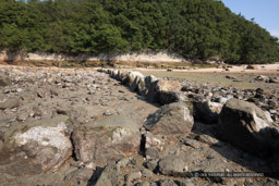 甘崎城に残る石列 石垣の根石｜高解像度画像サイズ：6720 x 4480 pixels｜写真番号：_D4A1433｜撮影：Canon EOS 5D Mark IV