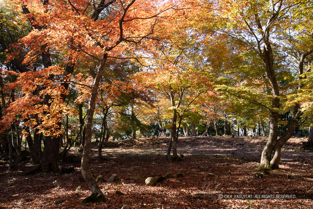 千畳敷の紅葉