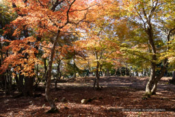 千畳敷の紅葉｜高解像度画像サイズ：6000 x 4000 pixels｜写真番号：IMG_1038｜撮影：Canon EOS KISS M