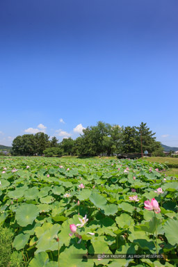 本丸跡｜高解像度画像サイズ：3744 x 5616 pixels｜写真番号：1P3J7365｜撮影：Canon EOS-1Ds Mark III