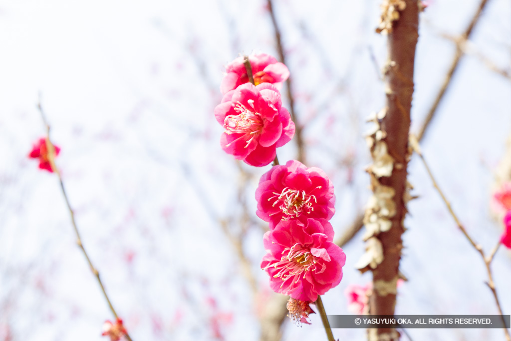 太宰府政庁の梅