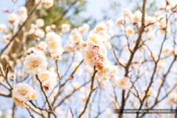 太宰府政庁の梅 | 高解像度画像サイズ：6093 x 4064 pixels | 写真番号：6F1A2834 | 撮影：Canon EOS R5m2