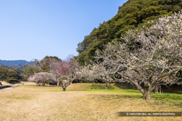 太宰府政庁の梅 | 高解像度画像サイズ：8192 x 5464 pixels | 写真番号：6F1A2839 | 撮影：Canon EOS R5m2