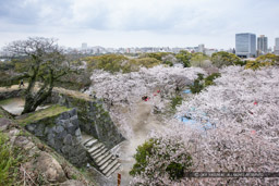 大天守台から本丸御殿跡を望む｜高解像度画像サイズ：4898 x 3266 pixels｜写真番号：1P3J1144｜撮影：Canon EOS-1Ds Mark III