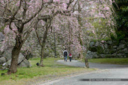 ｜高解像度画像サイズ：5616 x 3744 pixels｜写真番号：1P3J1174｜撮影：Canon EOS-1Ds Mark III