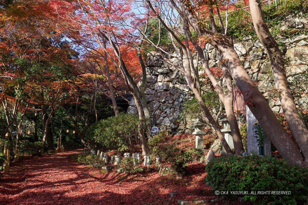 八幡山城二の丸石垣と紅葉