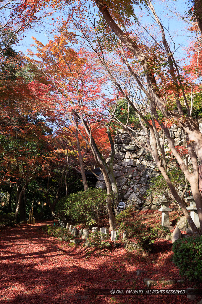 八幡山城二の丸石垣と紅葉