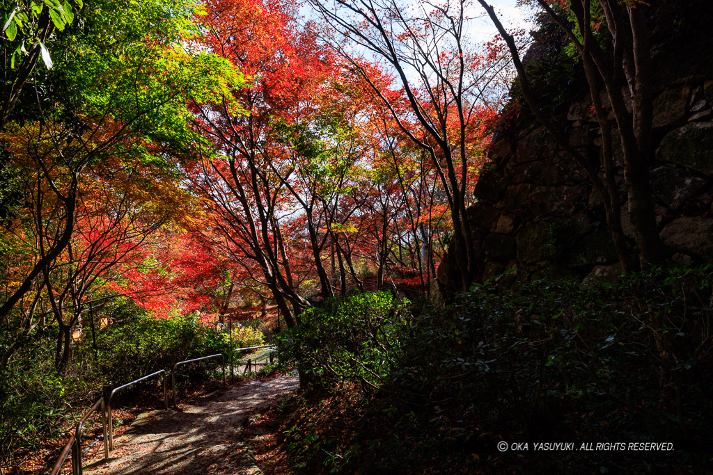 八幡山城本丸石垣と紅葉