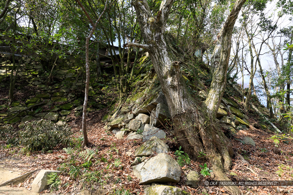 八幡山城本丸石垣東面