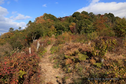 八幡山城出丸から本丸を望む|高解像度画像サイズ:8192 x 5464 pixels|写真番号:344A5984|撮影:Canon EOS R5