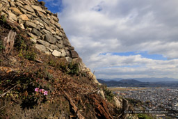 八幡山城出丸石垣南面｜高解像度画像サイズ：8192 x 5464 pixels｜写真番号：344A6002｜撮影：Canon EOS R5