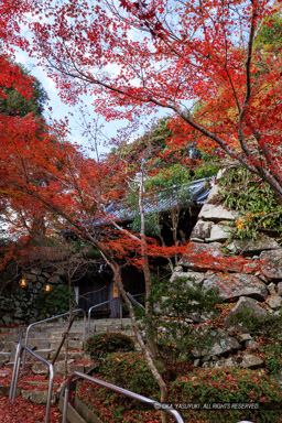 瑞龍寺山門・八幡山城の紅葉|高解像度画像サイズ:5464 x 8192 pixels|写真番号:344A6056|撮影:Canon EOS R5