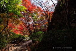 八幡山城本丸石垣と紅葉｜高解像度画像サイズ：8192 x 5464 pixels｜写真番号：344A6099｜撮影：Canon EOS R5