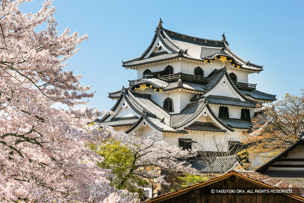 天守と桜