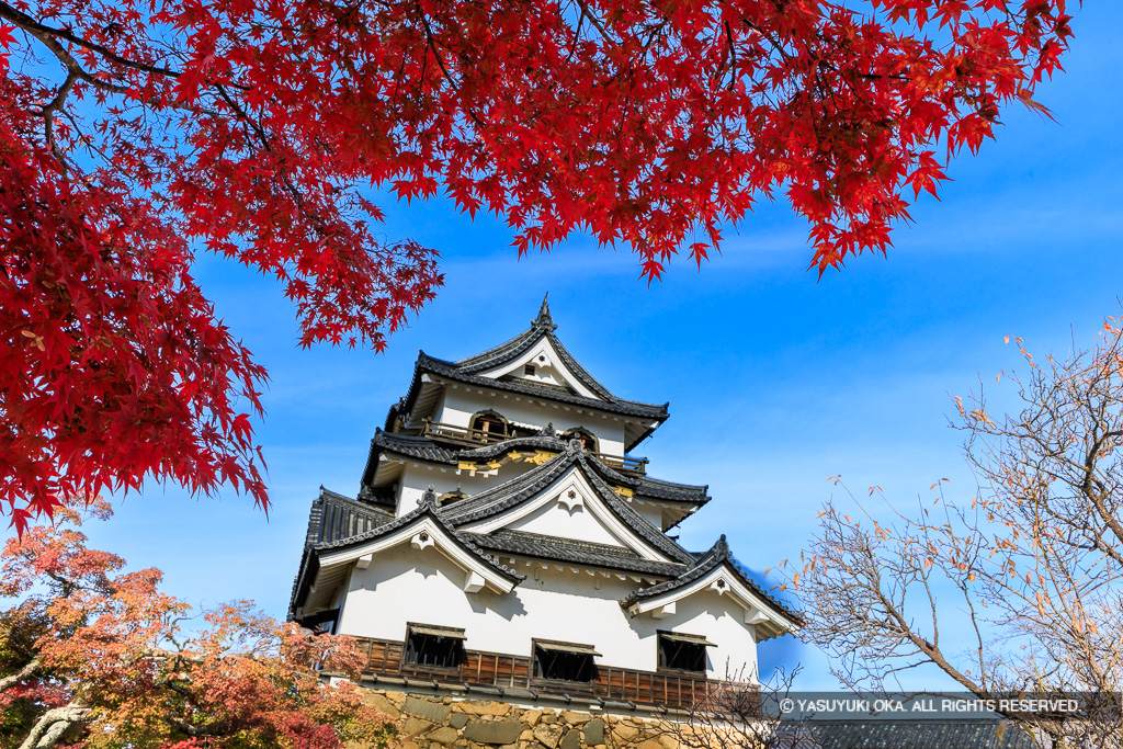 秋の彦根城天守・紅葉