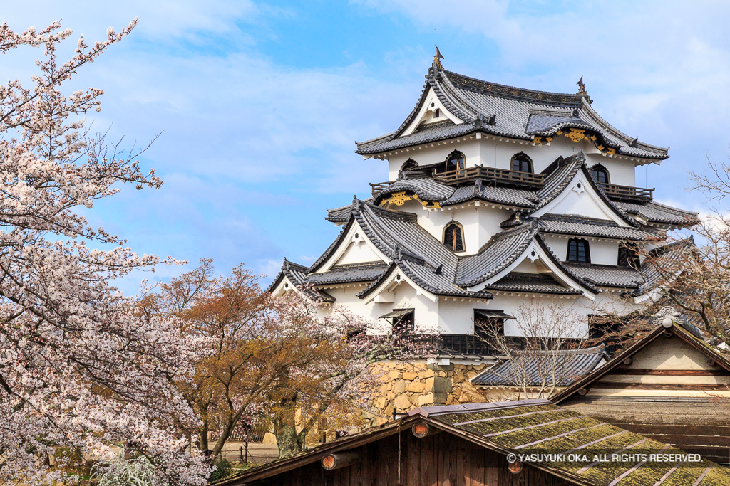 天守と桜