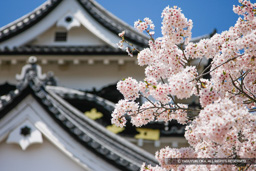 桜 | 高解像度画像サイズ：4727 x 3151 pixels | 写真番号：1P3J7162 | 撮影：Canon EOS-1Ds Mark III