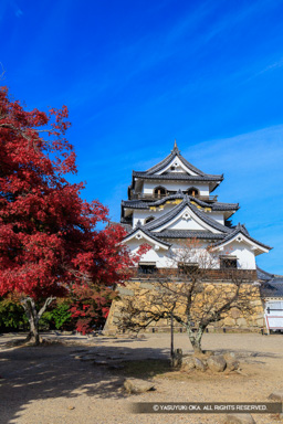 秋の彦根城天守・紅葉 | 高解像度画像サイズ：5464 x 8192 pixels | 写真番号：6F1A6495-Edit | 撮影：Canon EOS R5m2