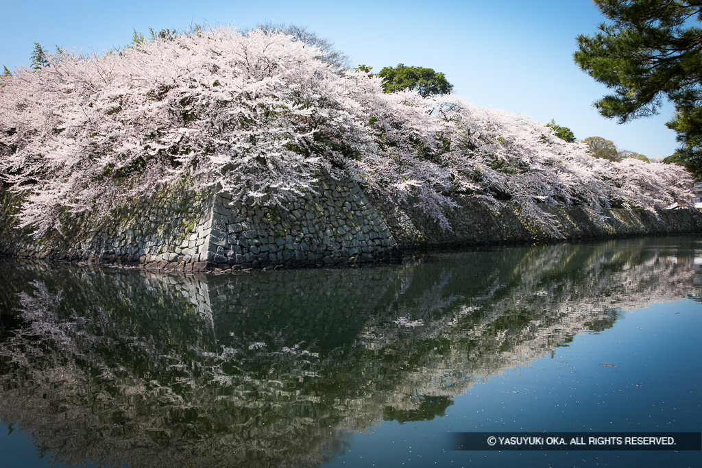 中堀と桜