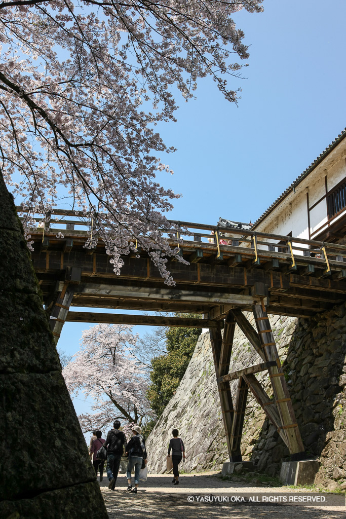 天秤櫓と廊下橋と桜