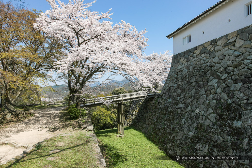 彦根城西の丸堀切と桜