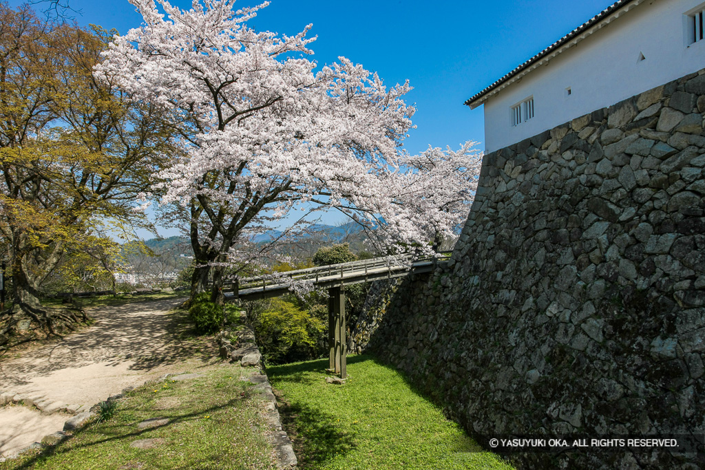西の丸堀切と桜