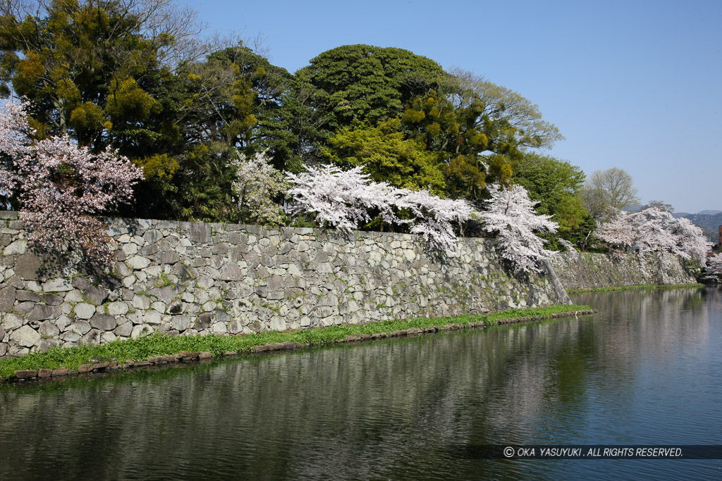 彦根城内堀と桜