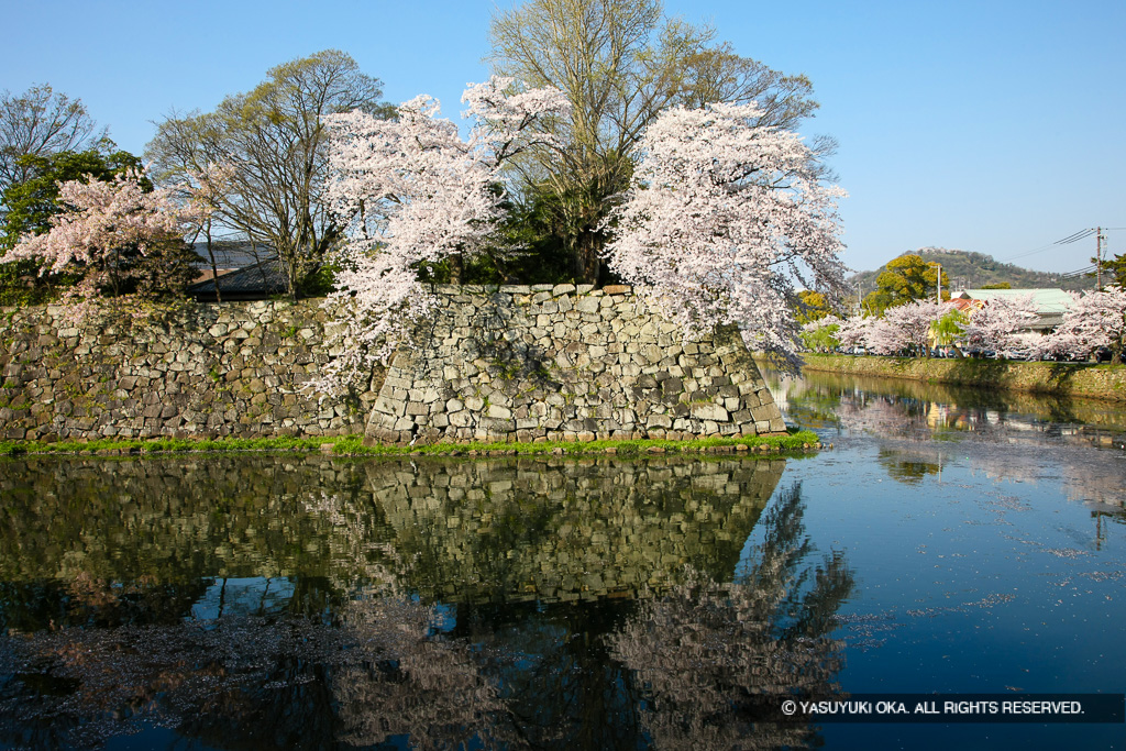 内堀と桜