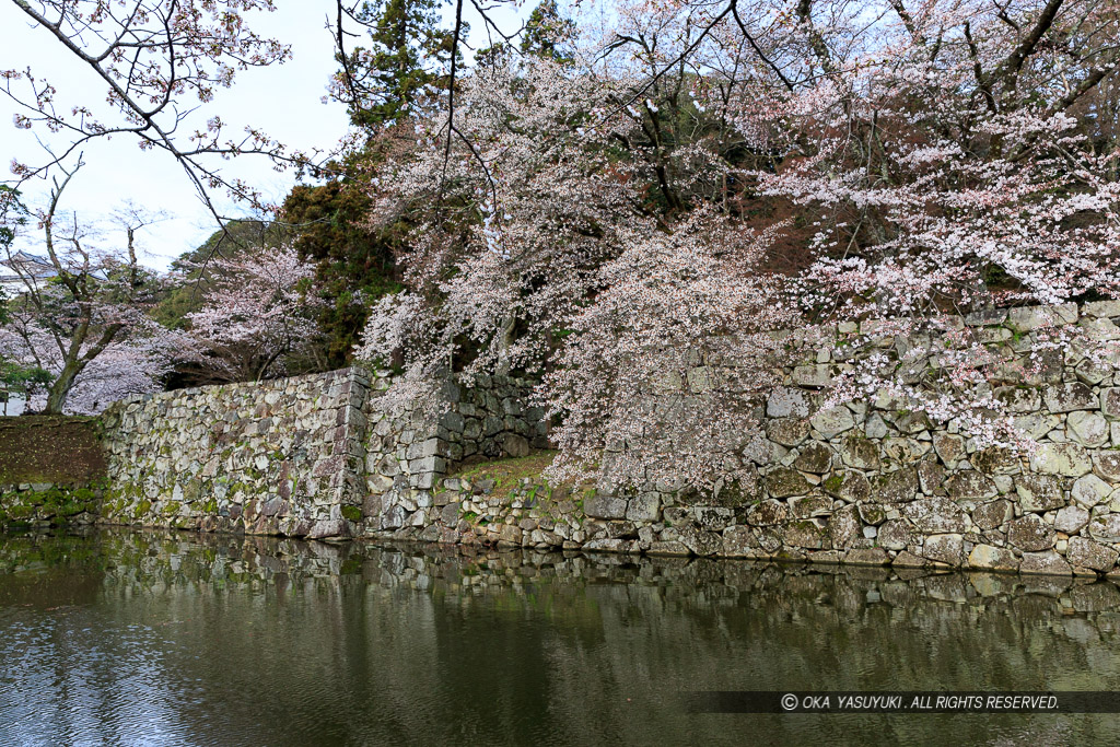 彦根城裏門跡と桜