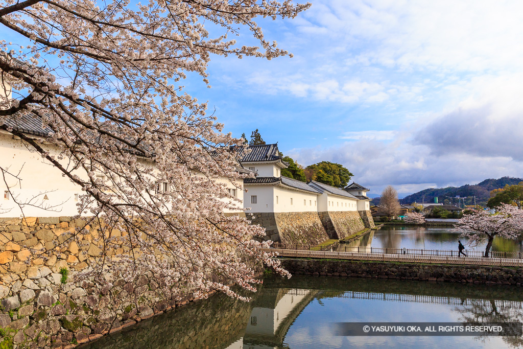 彦根城佐和口多聞櫓の桜
