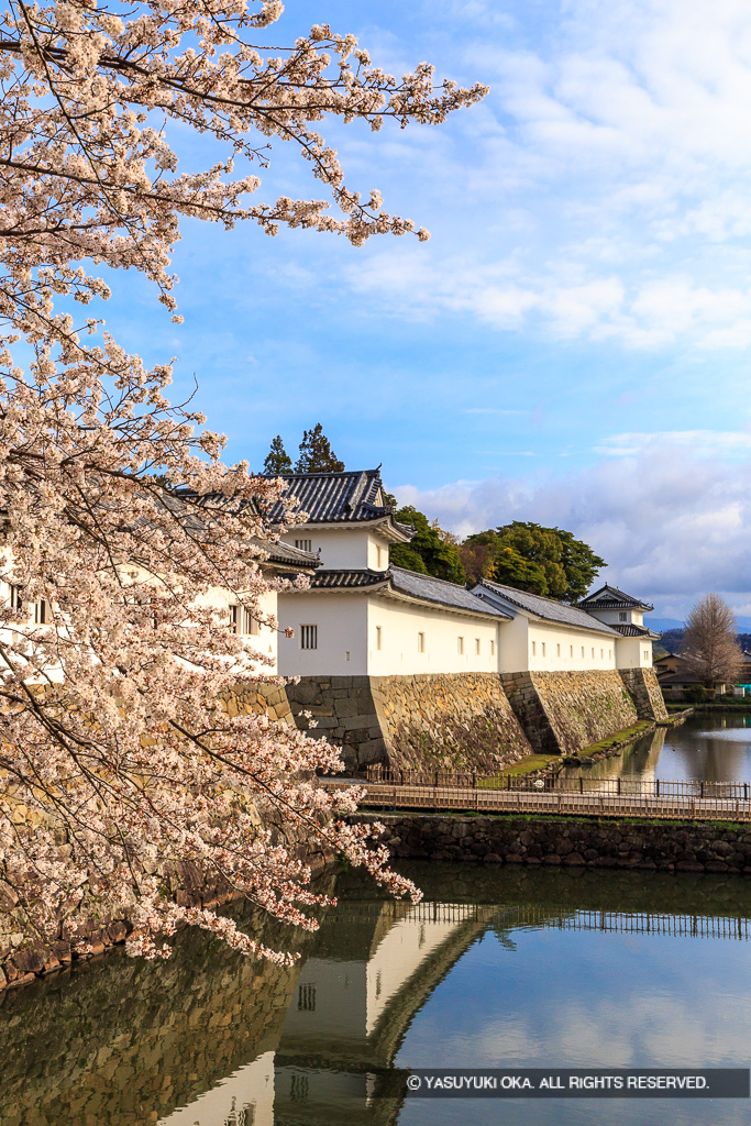 彦根城佐和口多聞櫓の桜