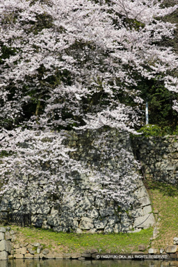 大手門付近の桜 | 高解像度画像サイズ：3744 x 5616 pixels | 写真番号：1P3J7332 | 撮影：Canon EOS-1Ds Mark III