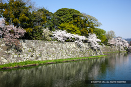 内堀と桜 | 高解像度画像サイズ:5616 x 3744 pixels | 写真番号:1P3J7343 | 撮影:Canon EOS-1Ds Mark III