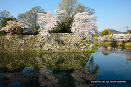 内堀と桜 | 高解像度画像サイズ:5317 x 3545 pixels | 写真番号:1P3J7349 | 撮影:Canon EOS-1Ds Mark III