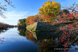 石垣と紅葉・二の丸南東隅 | 高解像度画像サイズ：8192 x 5464 pixels | 写真番号：6F1A6625 | 撮影：Canon EOS R5m2