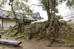 彦根城に残る岩盤｜高解像度画像サイズ：5155 x 3437 pixels｜写真番号：IMG_3977｜撮影：Canon EOS 6D