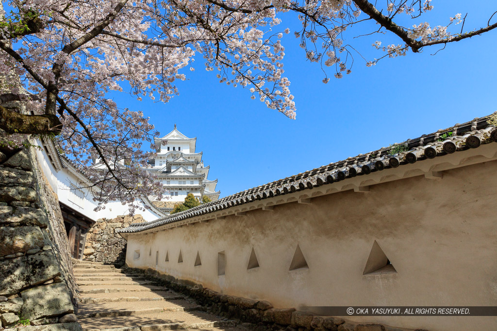 姫路城の桜