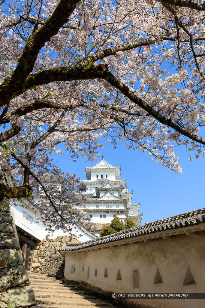 姫路城の桜