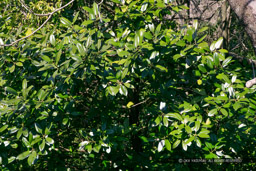 多羅葉・城外側の原始林｜高解像度画像サイズ：6480 x 4320 pixels｜写真番号：5DSA4731｜撮影：Canon EOS 5DS