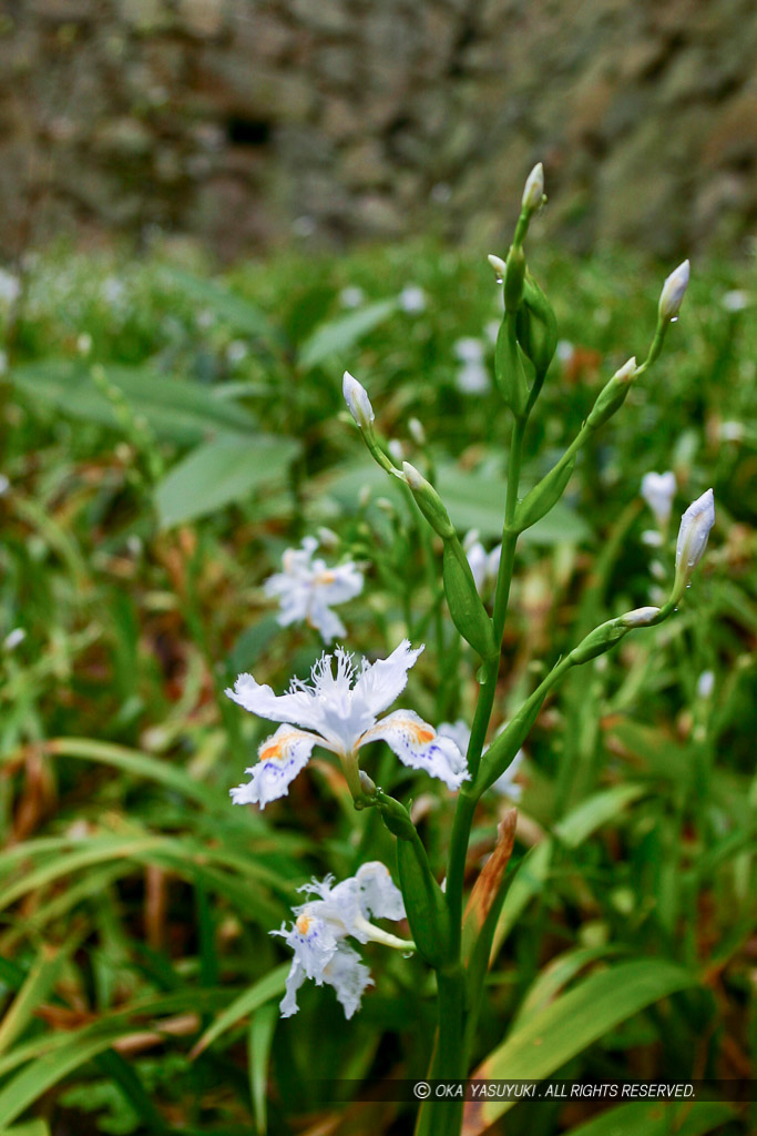 シャガの花・5月