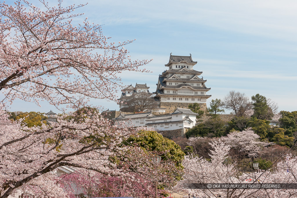 姫路城の桜（平成の修理前）